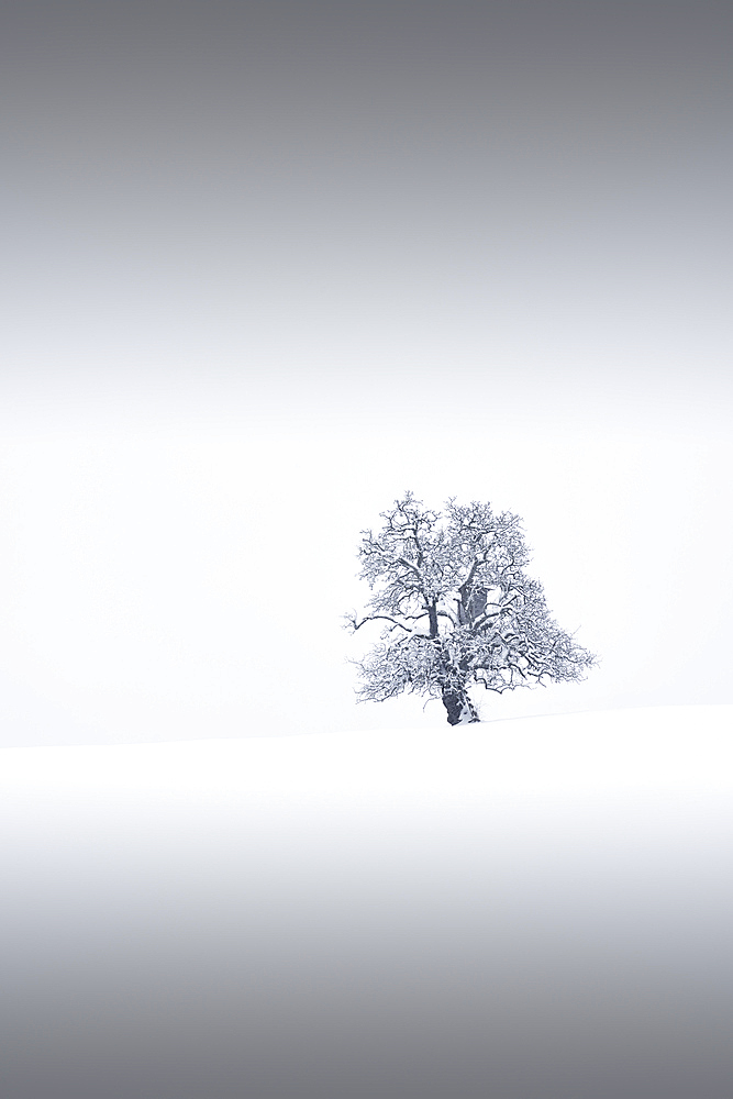 Lonely tree in winter, Ennstal, Upper Austria, Austria.