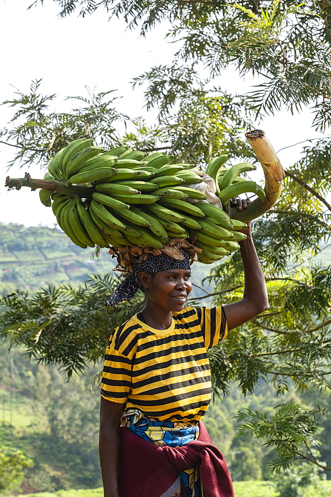 Smiling woman carries heavy banana tree on head, near Gisakura, Western Province, Rwanda, Africa