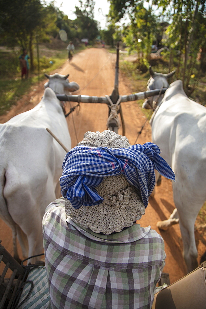 Excursion with ox cart for guests of the river cruise ship, Kampong Tralach, Kampong Chhnang, Cambodia, Asia