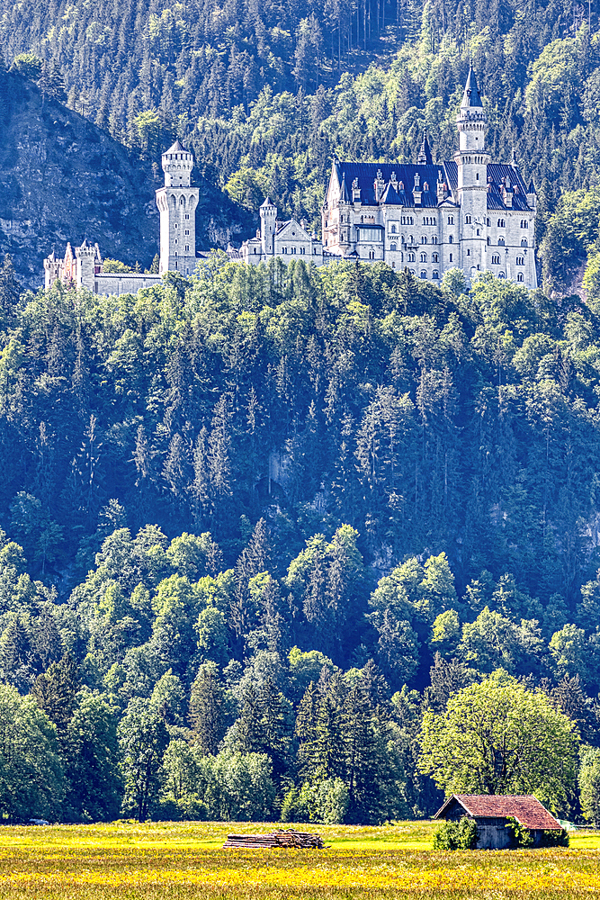 Neuschwanstein Castle in the morning light from Alterschrofen, Bavarian Allgäu, Bavaria, Germany