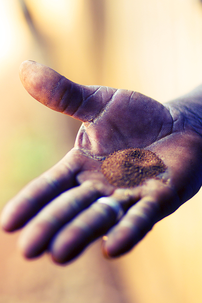 Tobacco seeds in farmer's hand palm in Pinar del Rio, Cuba