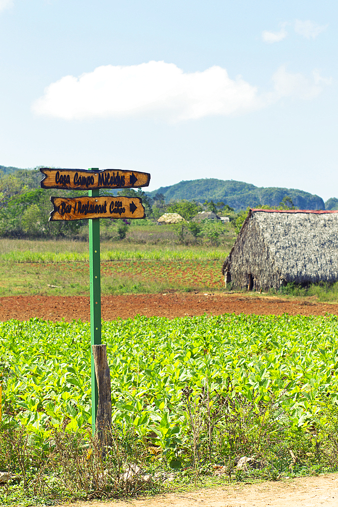 Wooden street sign in a crop field in Viñales Valley, Cuba