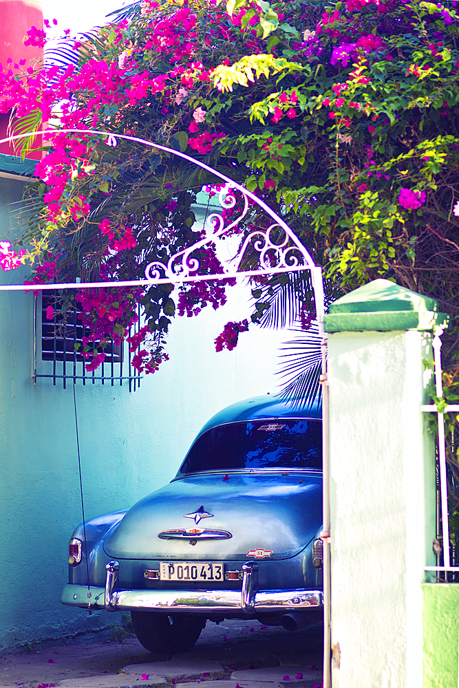 Classic car parked under bougainville tree