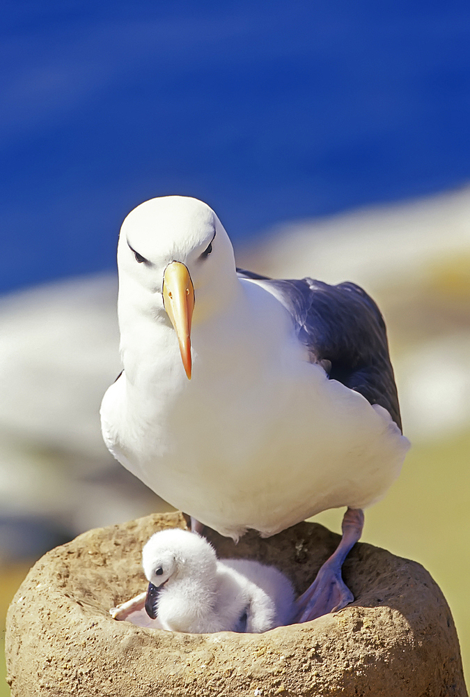 A black-browned albatross (Thalassarche melanophris) with its chick, Saunders Island, Falkland Islands, South America