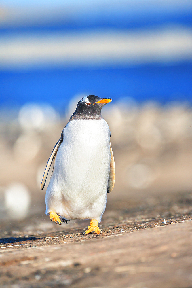 Gentoo Penguin (Pygocelis papua papua) walking, Sea Lion Island, Falkland Islands, South America