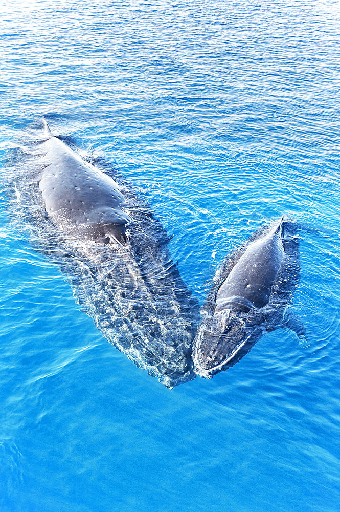 Humpback Whales, Mother and Calf (Megaptera novaeangliae), Hervey Bay, Queensland, Australia