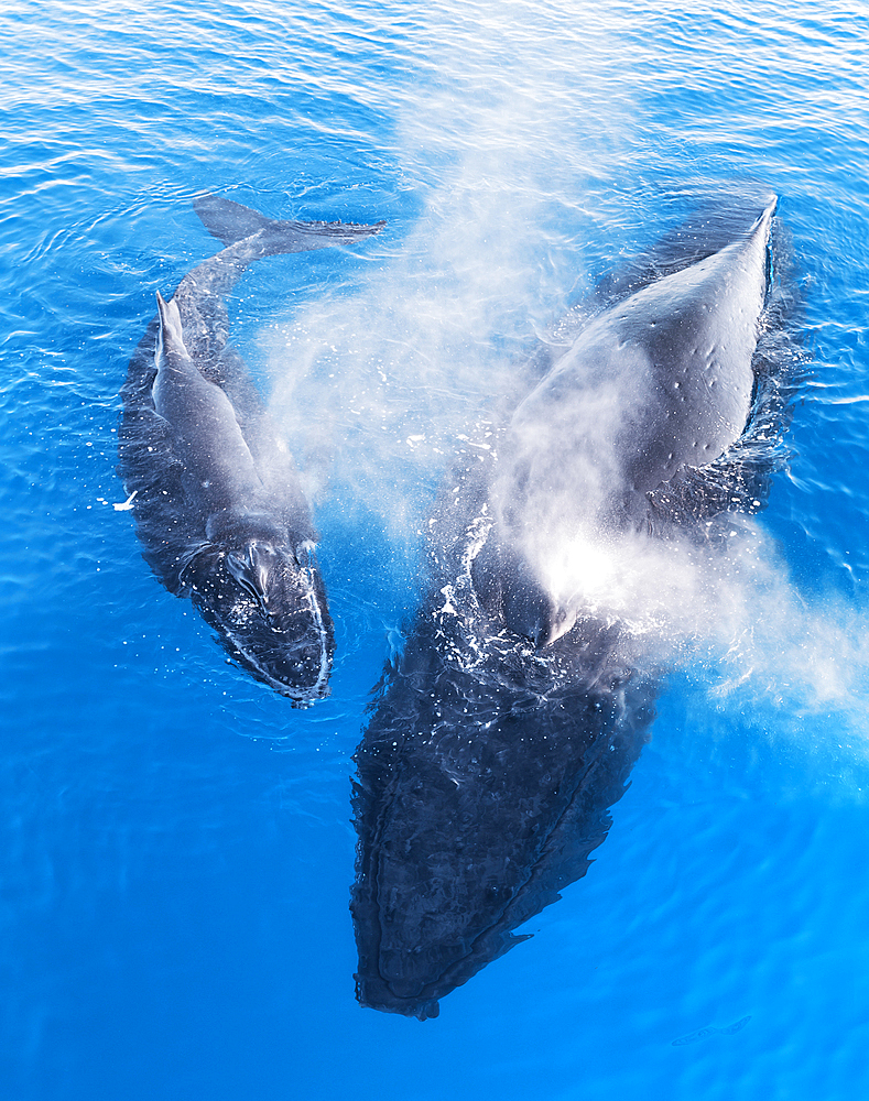 Humpback Whales (Megaptera novaeangliae), Mother and Calf surfacing and exhaling, Fraser island, Queensland, Australia