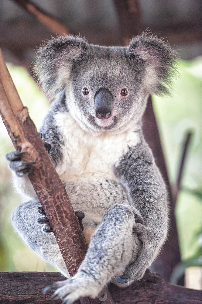 Koala (Phascolarctos Cinereous), Brisbane, Queensland, Australia