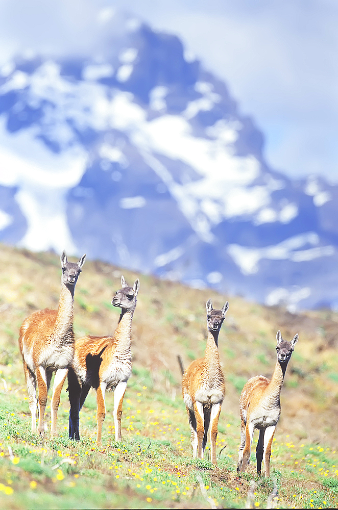 A group of guanacos (Lama guanicoe) walking,Torres del Paine National Park, Chile, South America