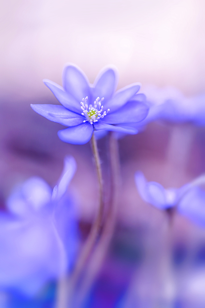 Hepatica in the spring forest, Bavaria, Germany, Europe