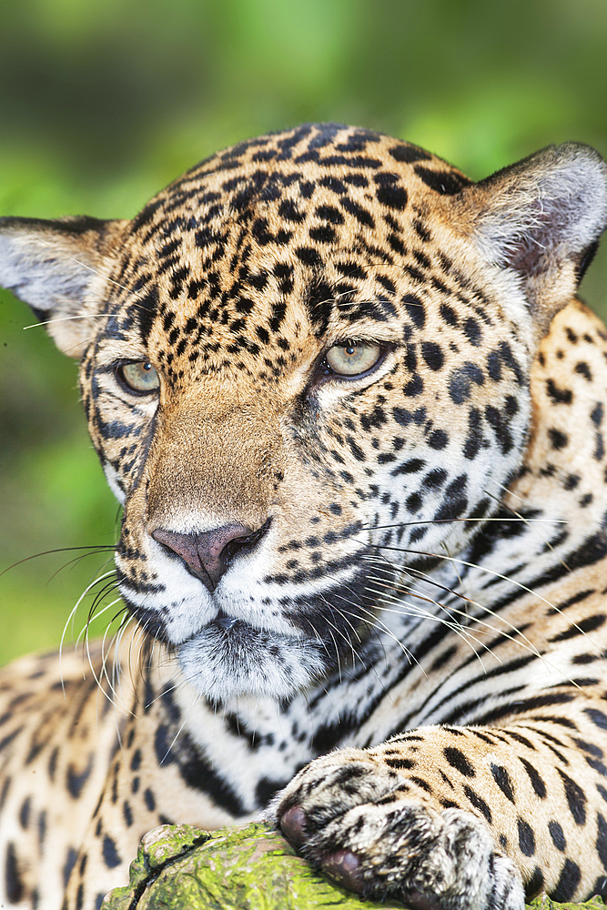 Adult male Jaguar (Panthera onca), close-up, Costa Rica