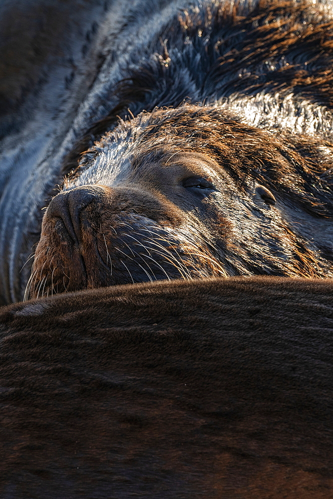 Close up of a sea lion relaxing on pier, Punta del Este, Maldonado Department, Uruguay, South America