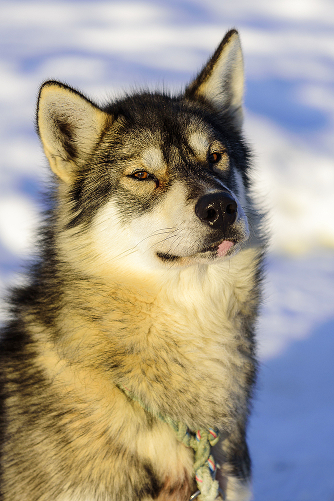 Sled dog in front of his hut, Björn Klauer's husky farm, Bardufoss, Norway