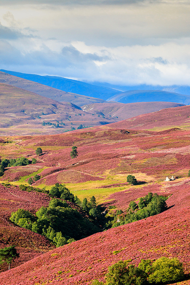 Flowering heather, highlands, rolling hills at Bridge of Brown, Scotland UK