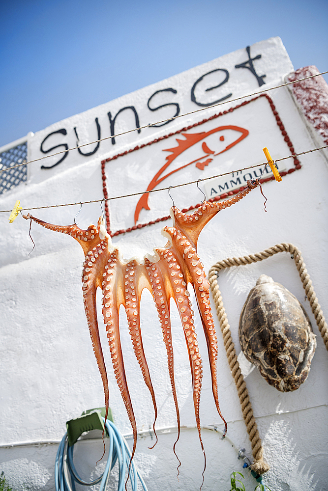 Squid hanging on clothesline, Oia, Santorini, Santorin, Cyclades, Aegean Sea, Mediterranean Sea, Greece, Europe