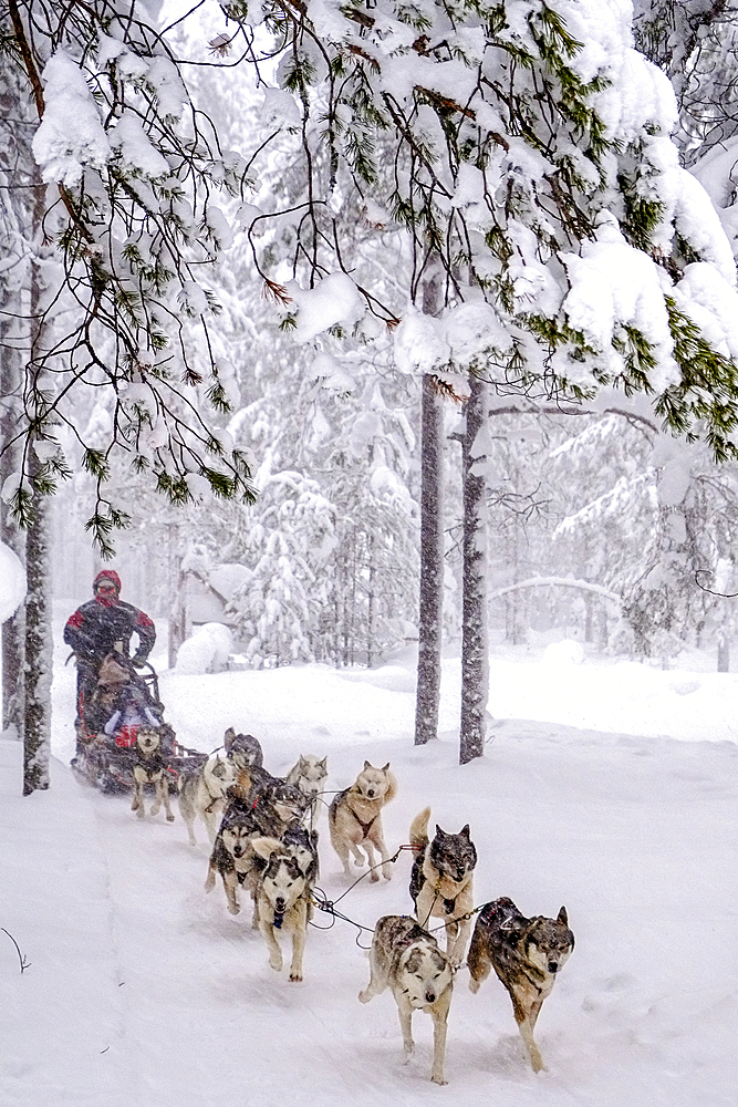 Small tours with sled dogs, Santa Claus Village, Arctic Circle, Rovaniemi, Finland