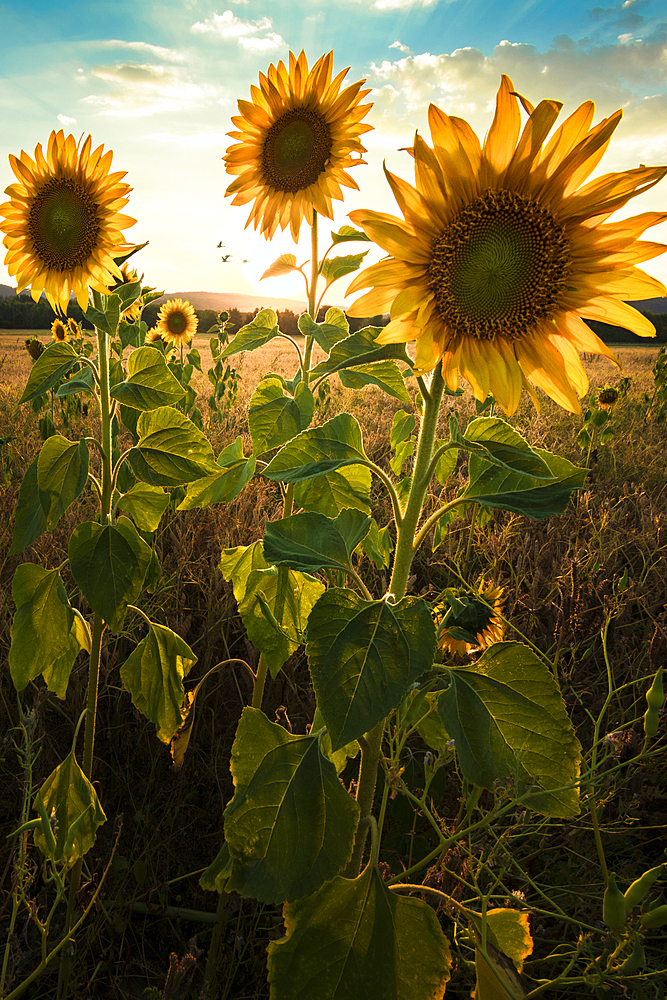 Sunflower fields near Dankmarshausen in Thuringia, Germany