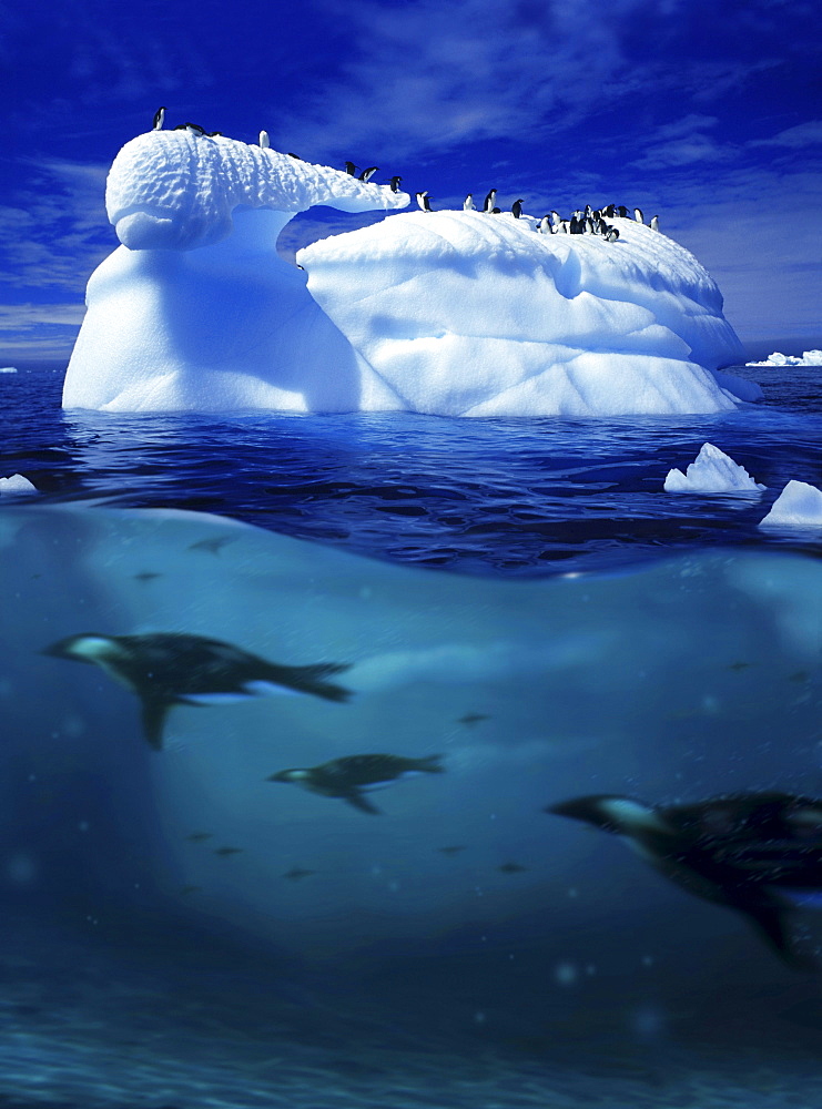 Iceberg with penguins and penguins under water, Antarctic Peninsula, Antarctica