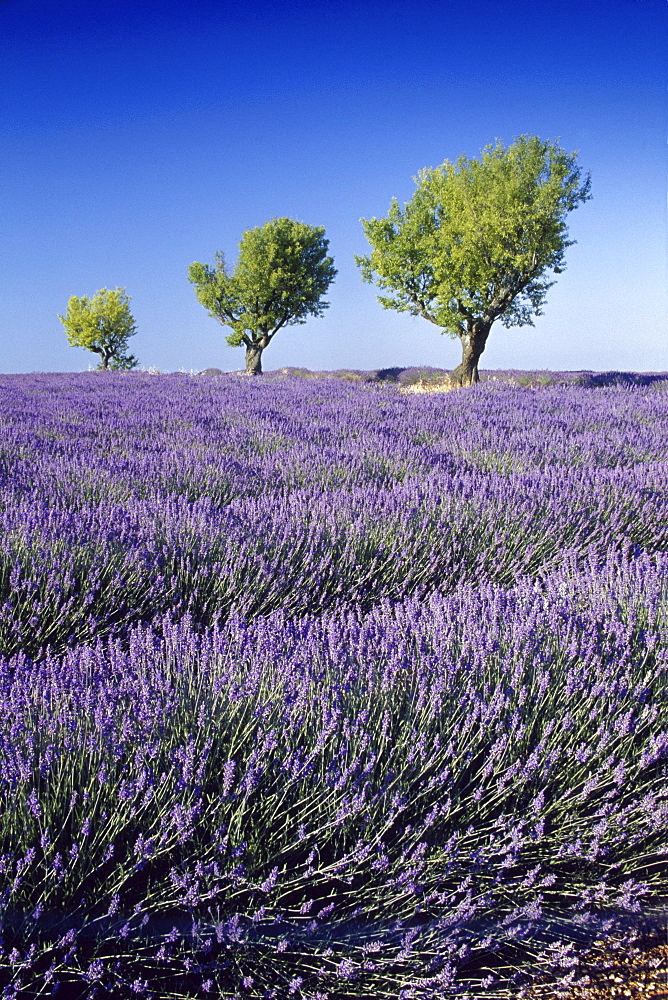 Almond trees in lavender field, Plateau de Valensole, Alpes de Haute Provence, Provence, France, Europe