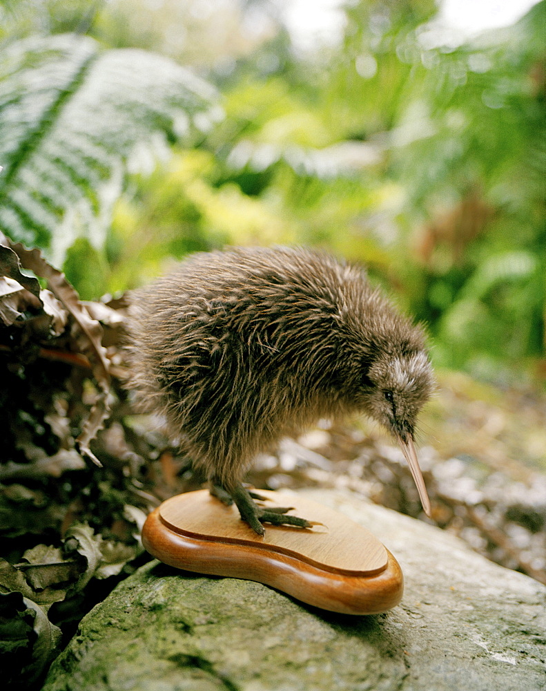 Stuffed Okarito Kiwi chick on a stone, Westland National Park, west coast, South Island, New Zealand