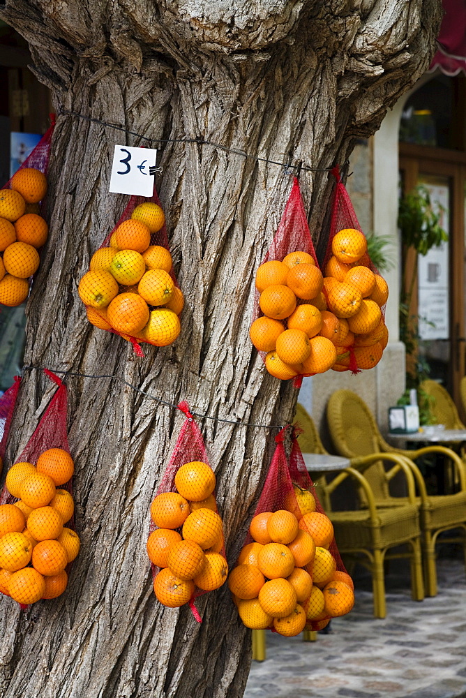 Oranges hanging in string bags round the trunk of a tree, Mallorca, Balearic Islands, Spain, Europe