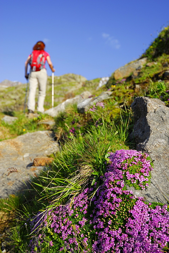 Blooming campion, female hiker in background, Stubai Alps, Trentino-Alto Adige/South Tyrol, Italy