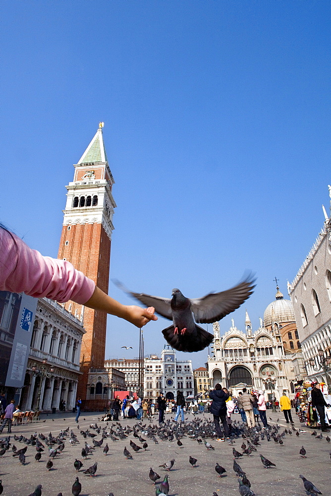 Person feeding doves on St. Markus Square, Venice, Veneto, Italy