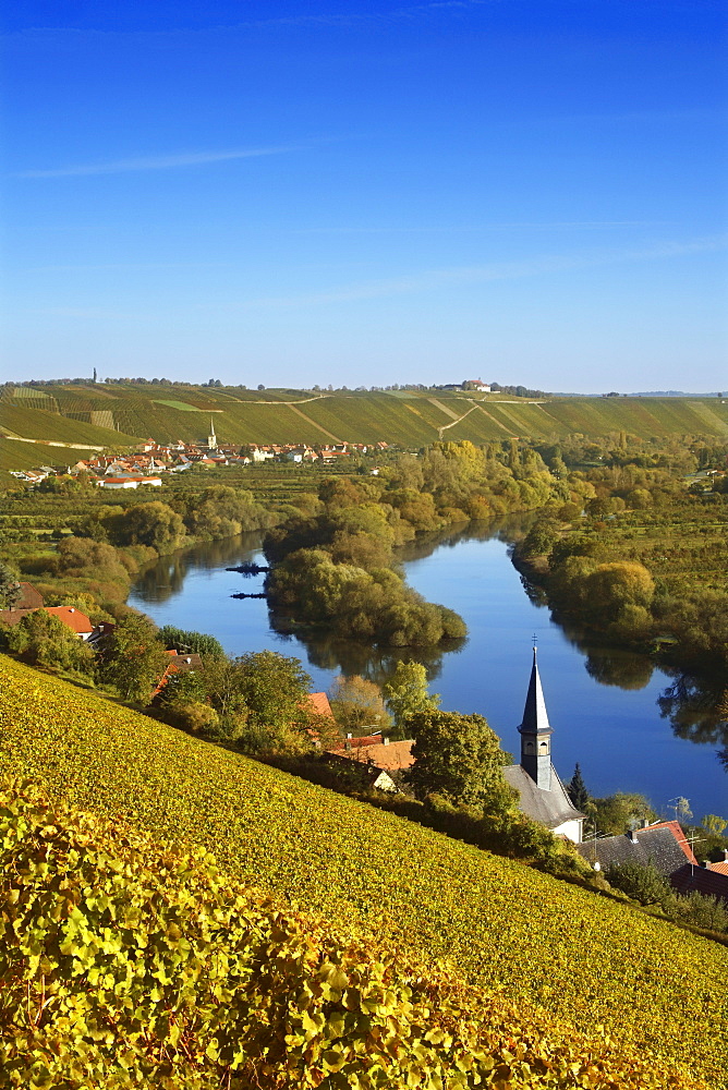 View over vineyards along Main river to Volkach-Escherndorf, Franconia, Bavaria, Germany