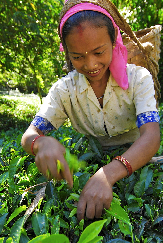 Woman plucking tea at Makaibari tae plantation, Darjeeling, West Bengal, India, Asia