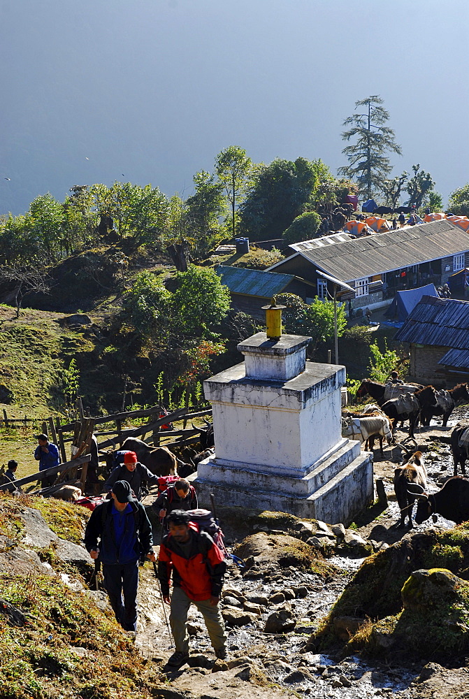 Trekker at Tshoka village, Trek towards Gocha La in Kangchenjunga region, Sikkim, Himalaya, Northern India, Asia