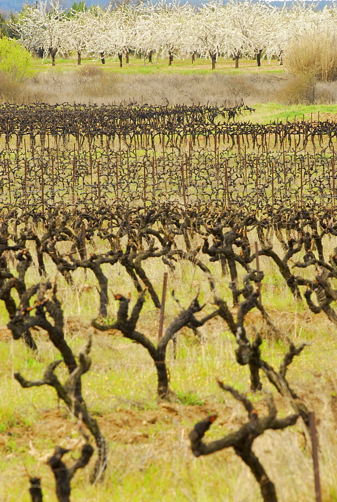 Rainy day in the Luberon, vines and blooming apple trees, Provence, France, Europe