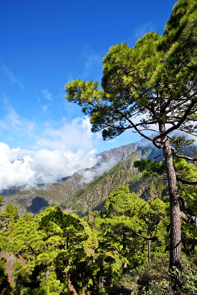 Pine trees and mountains under blue sky, Caldera de Taburiente, Parque Nacional de Taburiente, La Palma, Canary Islands, Spain, Europe