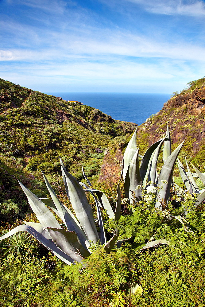 Agave in the sunlight, Santo Domingo de Garafia, La Palma, Canary Islands, Spain, Europe