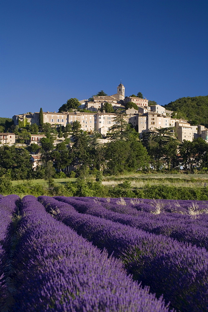 Blooming lavender field in front of the village Banon, Alpes-de-Haute-Provence, Provence, France