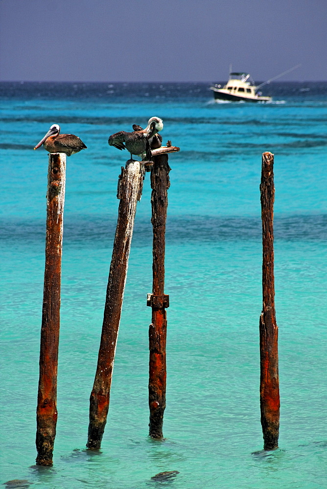 West Indies, Aruba, Pelicans sitting on stakes, Eagle beach