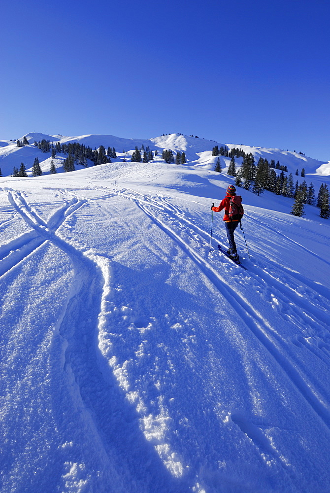 young woman ascending Hoellritzereck and Bleicherhorn through powder snow with hoar frost, Allgaeu range, Allgaeu, Schwabia, Bavaria, Germany