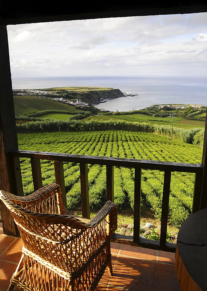 Tea plantation near Gorreana, Sao Miguel Island, Azores, Portugal