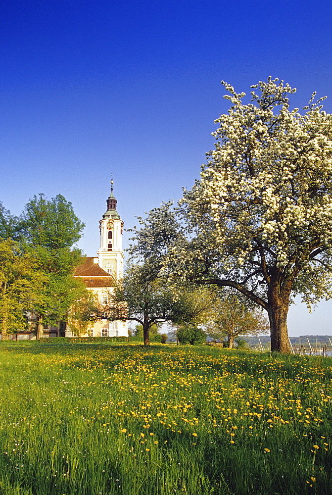 Blooming pear in front of pilgrimage church of Birnau abbey, Lake Constance, Baden-Wurttember, Germany