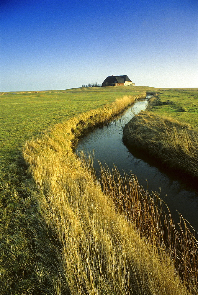 House on dwelling mound under blue sky, Langeness holm, North Friesland, Schleswig-Holstein, Germany