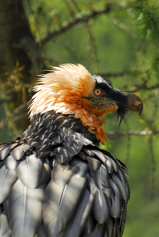 Lammergeier, Bearded Vulture, Gypaetus barbatus