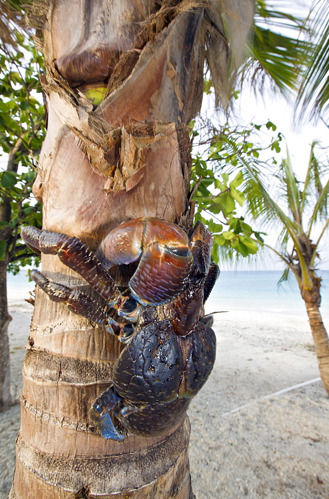 Coconut Crab, Robber Crab on Palmtree, Birgus latro, Marshall Islands, Bikini Atoll, Micronesia, Pacific Ocean