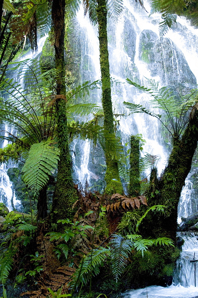 View at teh Bridal Vail Falls behind tree ferns, North Island, New Zealand, Oceania