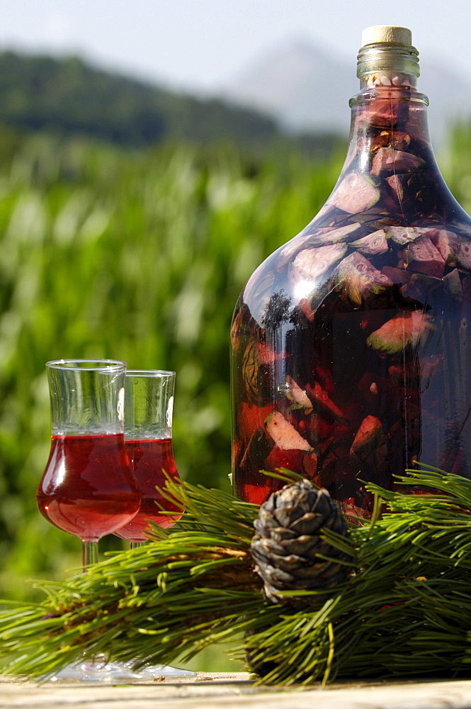 Home-made pine schnaps, liquor with pine cones, South Tyrolean speciality, South Tyrol, Italy