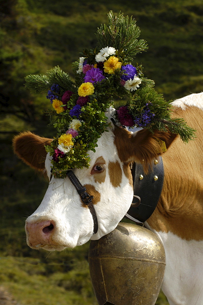 Cow with bell and flower decorations, returning to the valley from the alpine pastures, Seiser Alm, South Tyrol, Italy