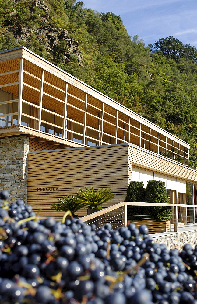 Grapes in front of the design hotel Pergola Residence in the sunlight, Merano, Val Venosta, South Tyrol, Italy, Europe