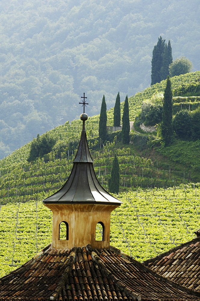 Vineyards and mountainous landscape, Manincor Winery, Kaltern an der Weinstrasse, South Tyrol, Italy
