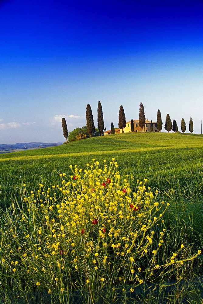 Yellow flowers in front of country house with cypresses, Val d'Orcia, Tuscany, Italy, Europe