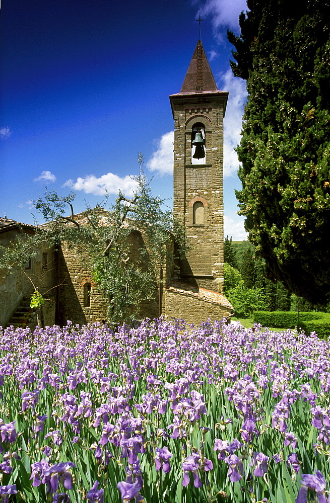 Iris in front of a chapel in the sunlight, Chianti region, Tuscany, Italy, Europe