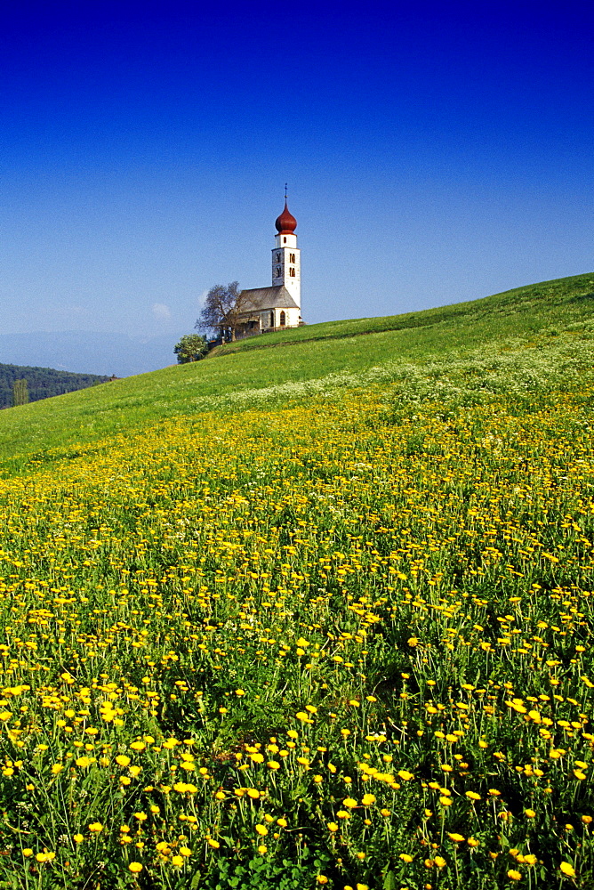 Wildflower meadow, Chapel San Valentino in the background, Siusi allo Sciliar, Dolomite Alps, South Tyrol, Italy