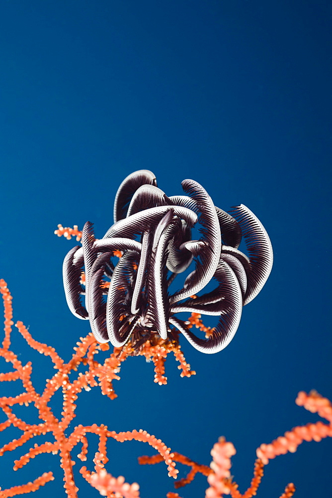 Crinoid sit on Sea Fan, Short Dropoff, Micronesia, Palau